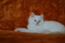 Kocourek Ragdoll s PP